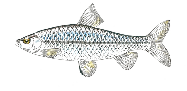 pseudorasbora