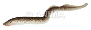 lamproies