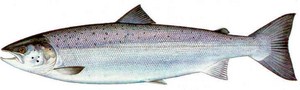 saumons