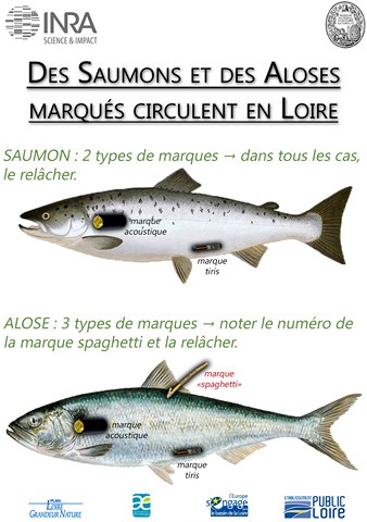 saumon